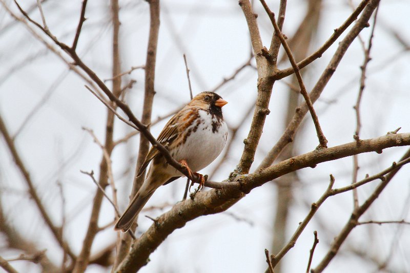 Harris's Sparrow by SN.jpg - Harris's Sparrow photo by Sabrina Nicholson